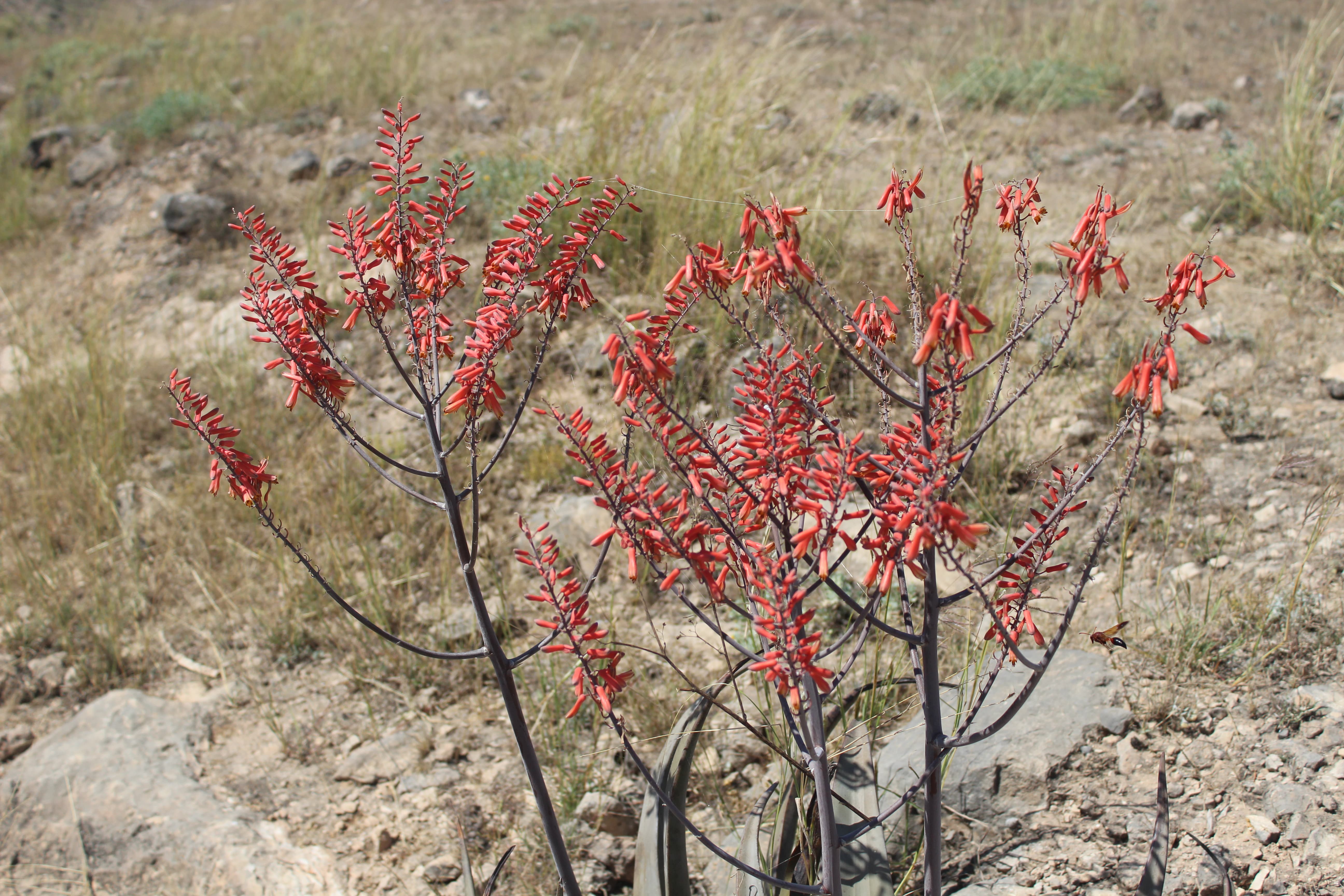 Aloe praetermissa T.A.McCoy & Lavranos